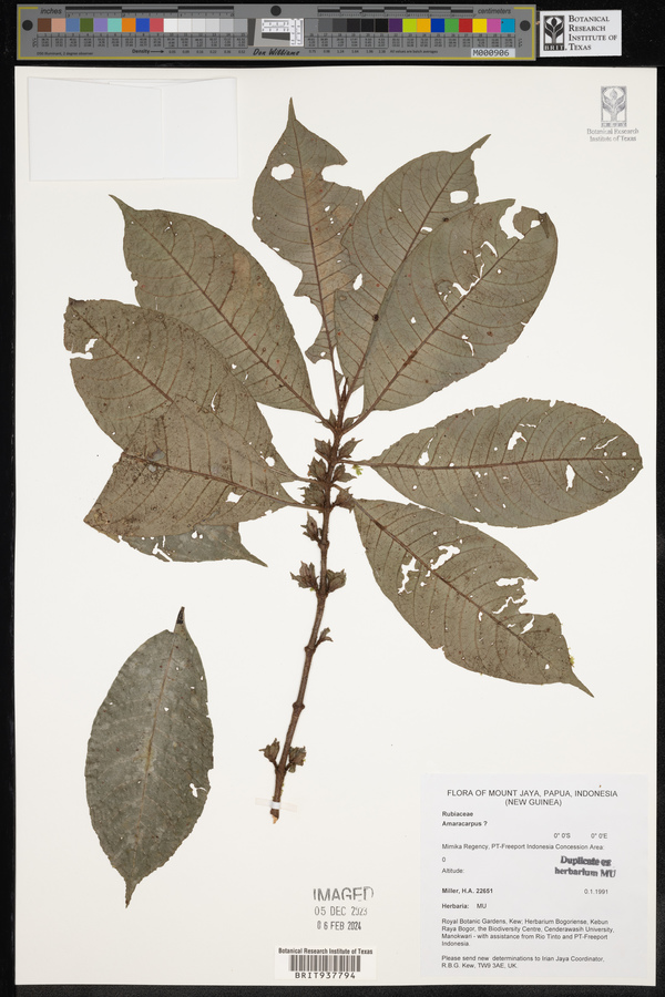 Amaracarpus image