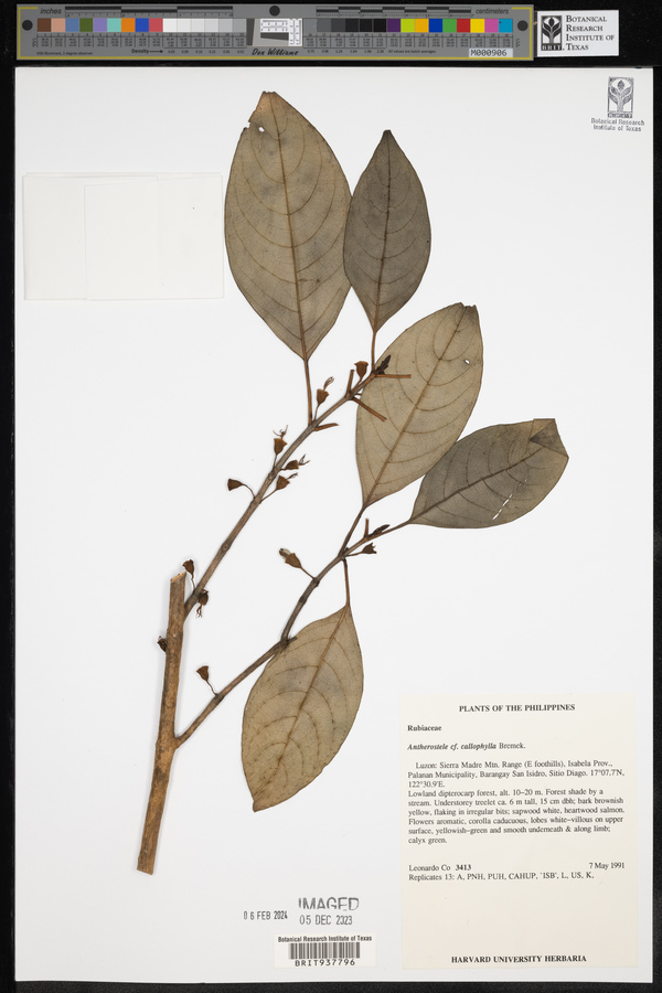 Antherostele callophylla image