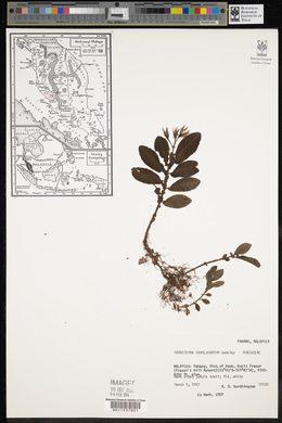 Argostemma parvifolium image