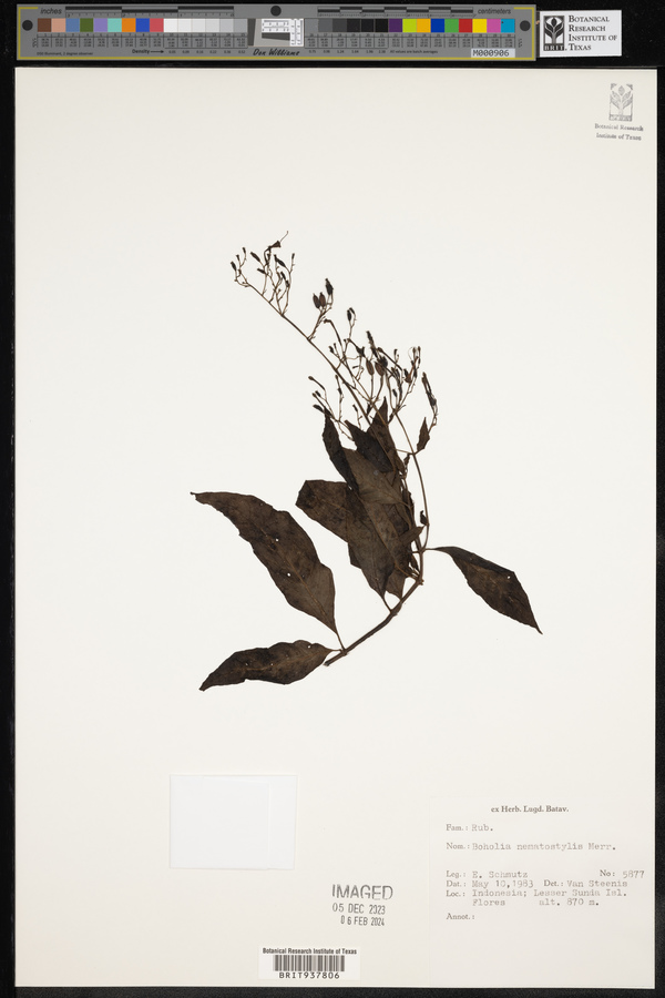 Boholia image
