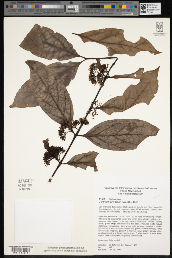 Canthium cymigerum image