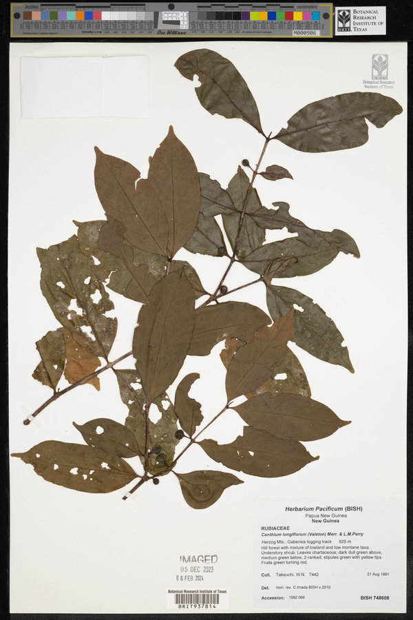 Cyclophyllum image