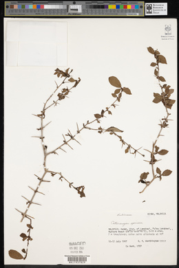 Catunaregam spinosa image
