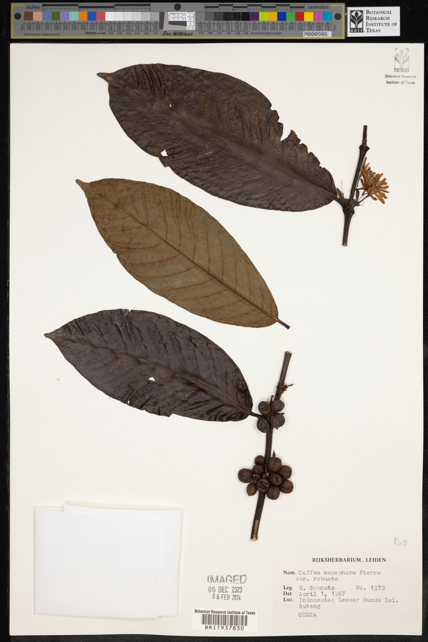 Coffea canephora image
