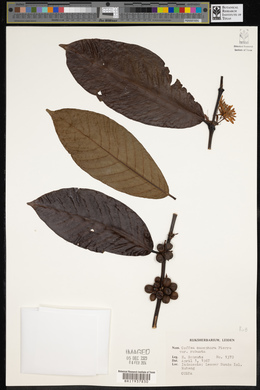 Image of Coffea canephora