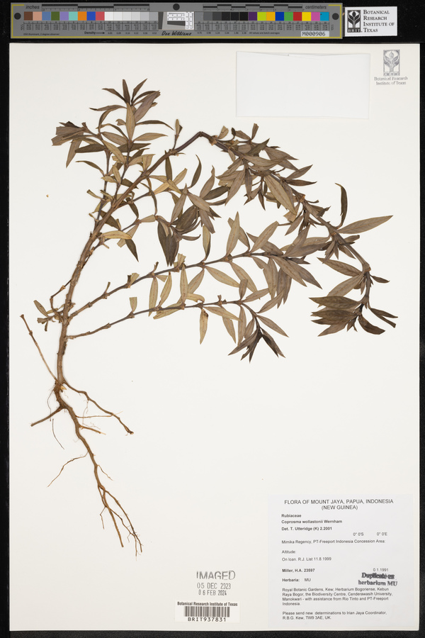 Coprosma wollastonii image