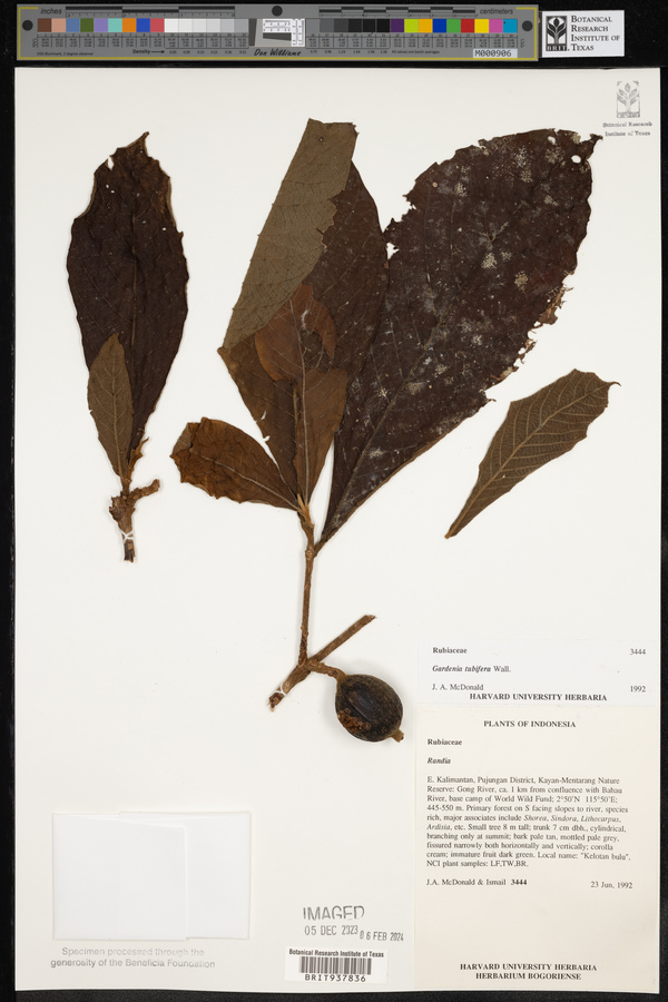 Gardenia tubifera image