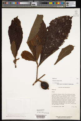 Gardenia tubifera image