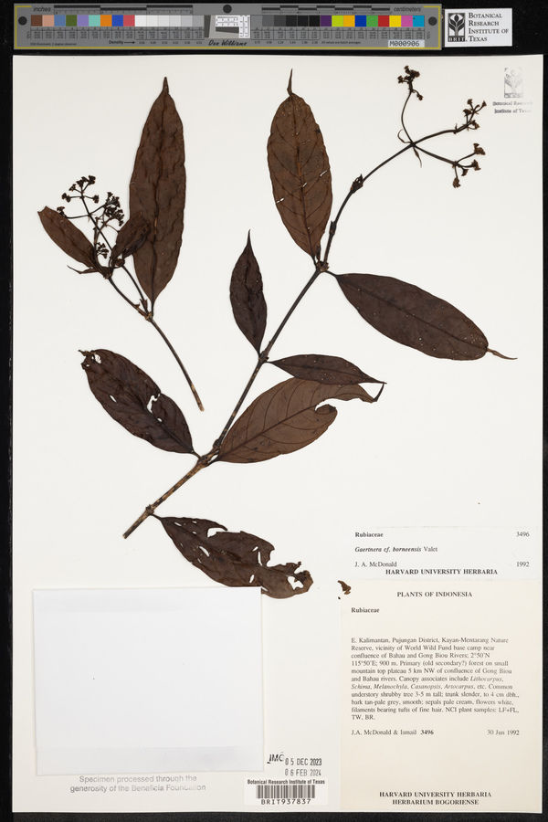 Gaertnera junghuhniana image