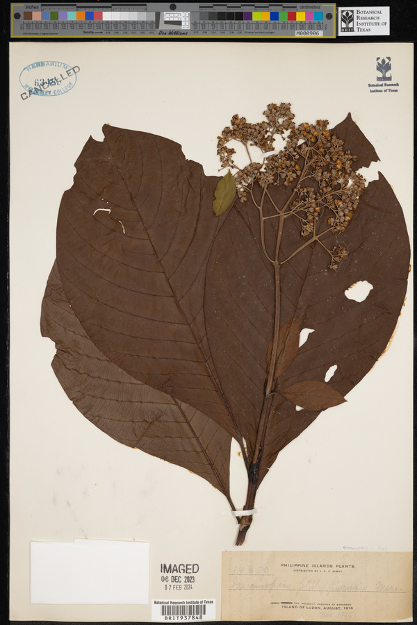 Greeniopsis multiflora image