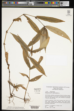 Hedyotis auricularia image