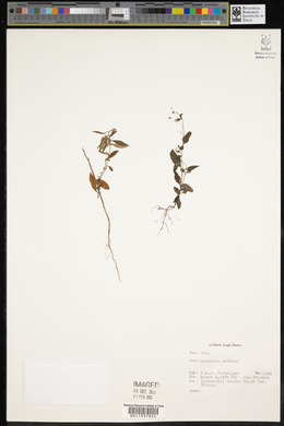 Hedyotis biflora image