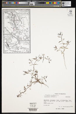 Hedyotis corymbosa image