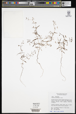 Hedyotis corymbosa image