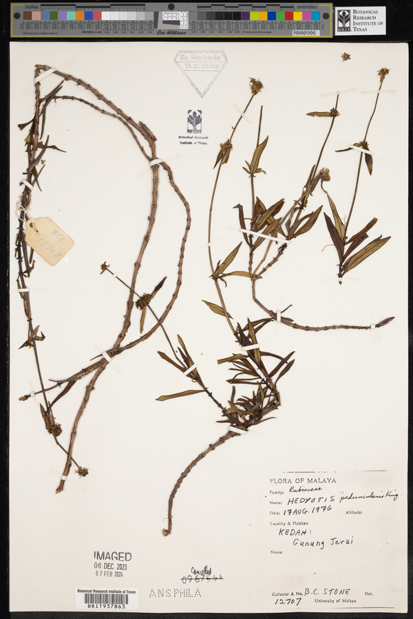 Oldenlandia peduncularis image