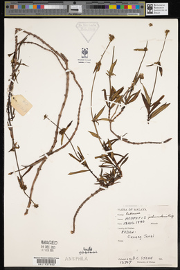 Image of Oldenlandia peduncularis