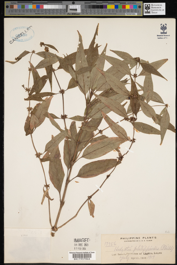 Hedyotis philippensis image