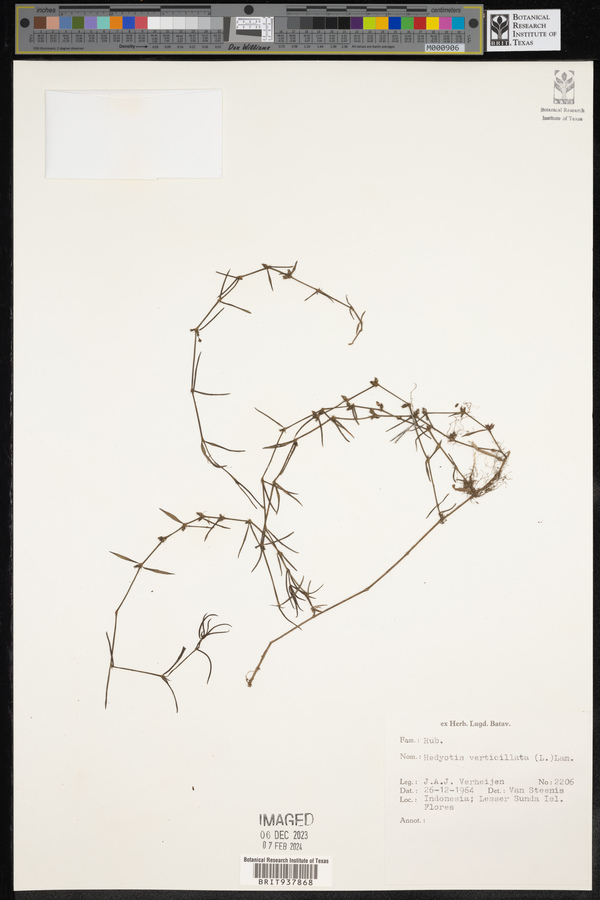 Scleromitrion image