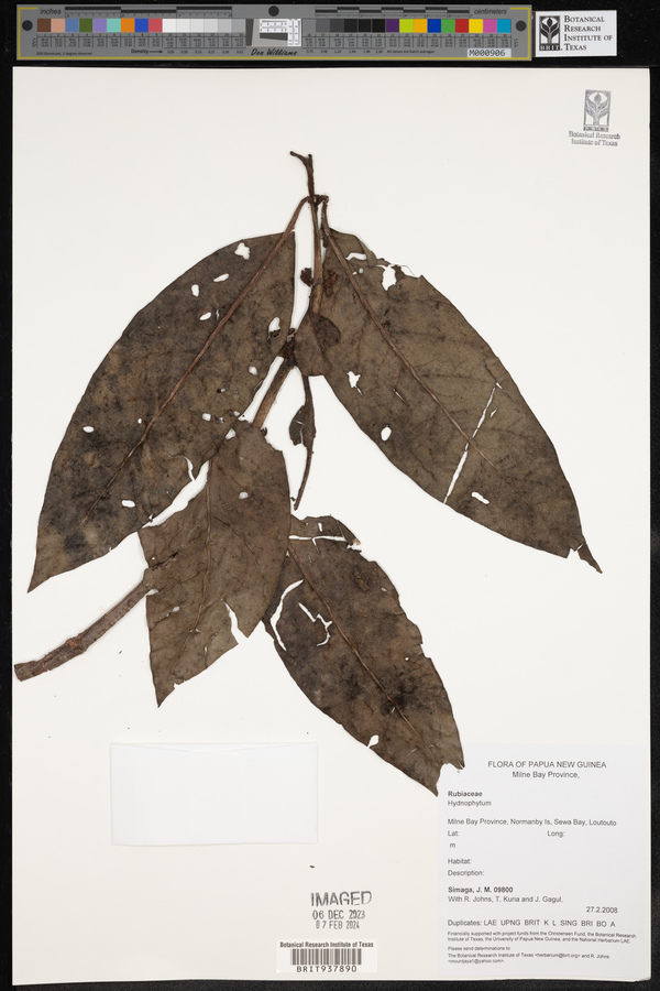 Hydnophytum image