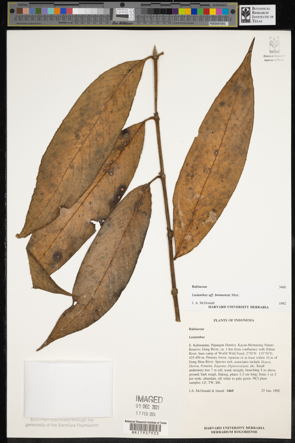 Lasianthus borneensis image