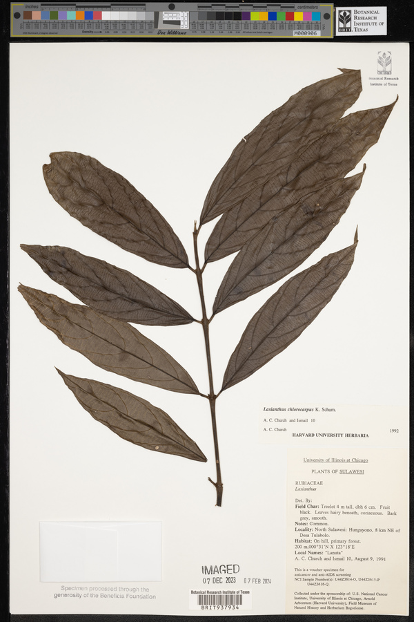 Lasianthus chlorocarpus image