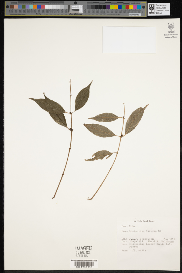 Lasianthus lucidus image