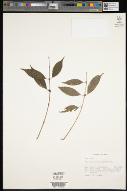Image of Lasianthus lucidus