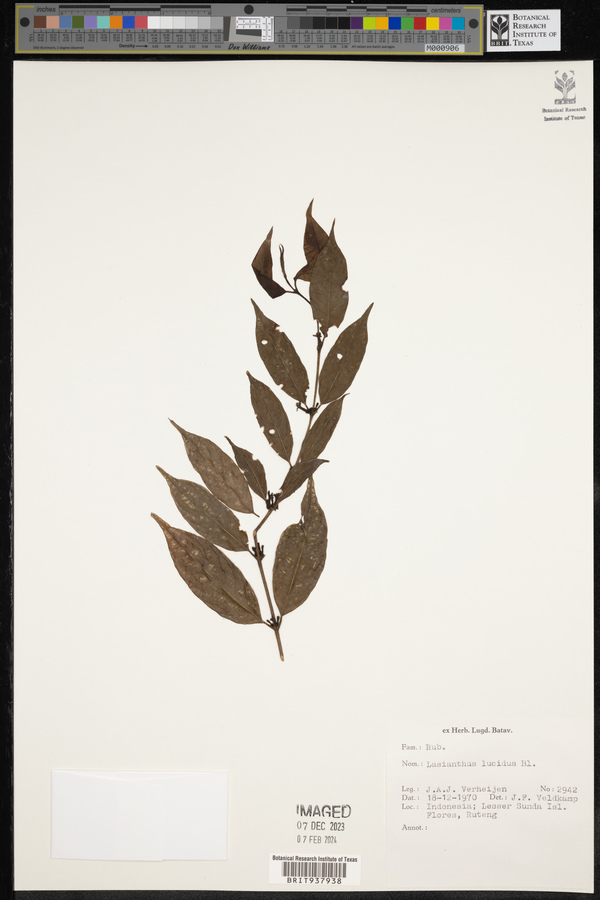 Lasianthus lucidus image