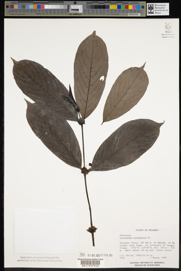 Lasianthus stipularis image
