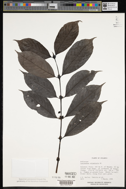 Lasianthus stipularis image