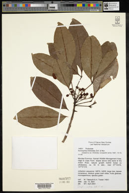Image of Acronychia trifoliolata
