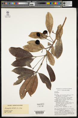 Acronychia trifoliolata image