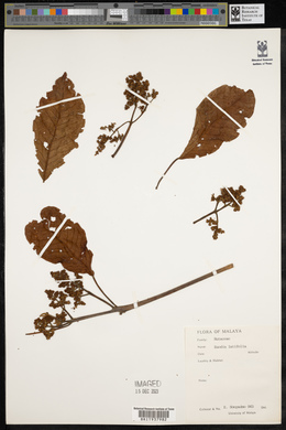 Image of Melicope latifolia