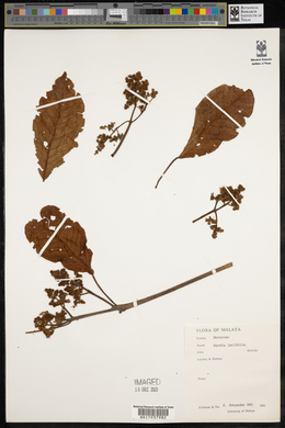 Melicope latifolia image