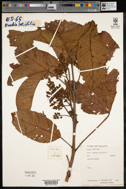 Melicope latifolia image