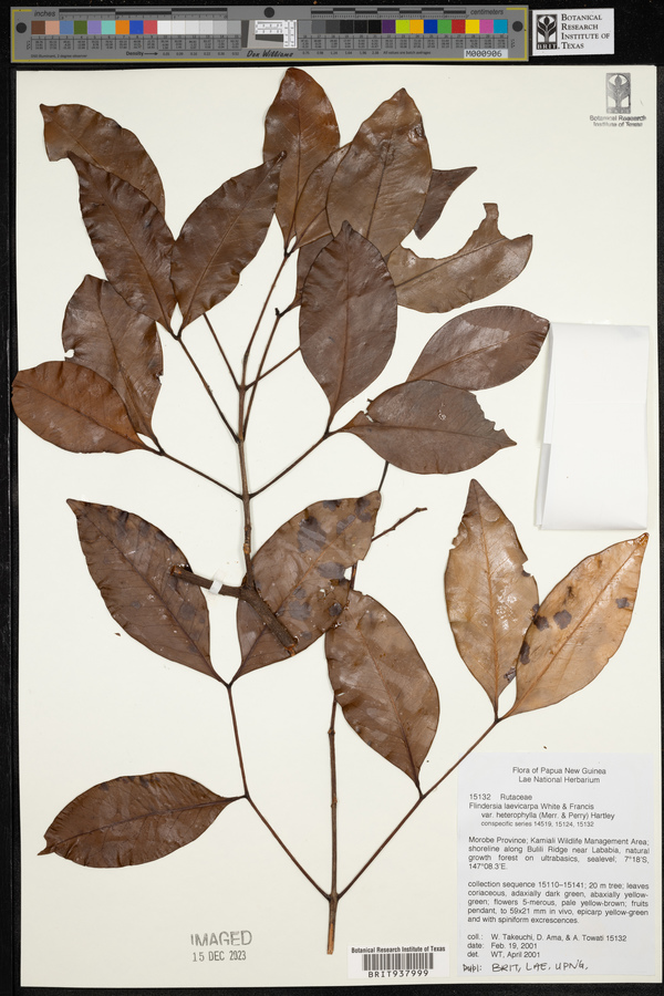 Flindersia laevicarpa image