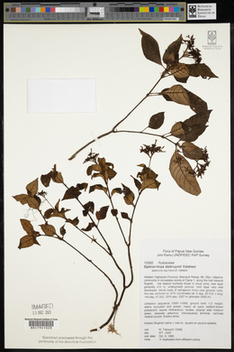 Media resource of Ophiorrhiza debruynii