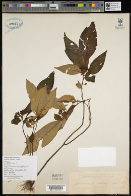 Media resource of Ophiorrhiza oblongifolia