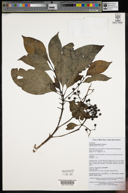Pavetta platyclada image