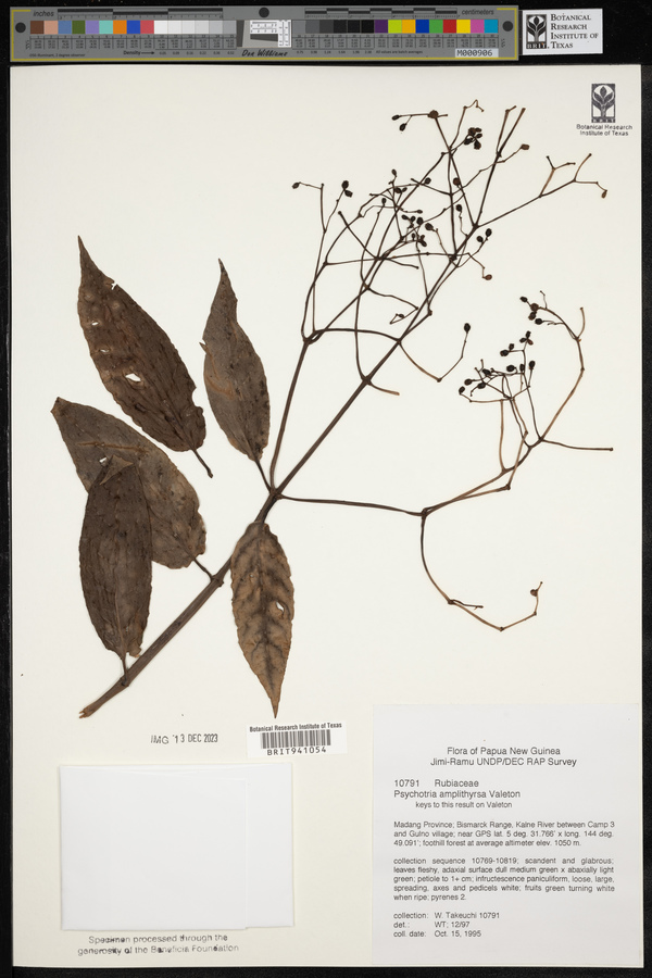 Psychotria amplithyrsa image