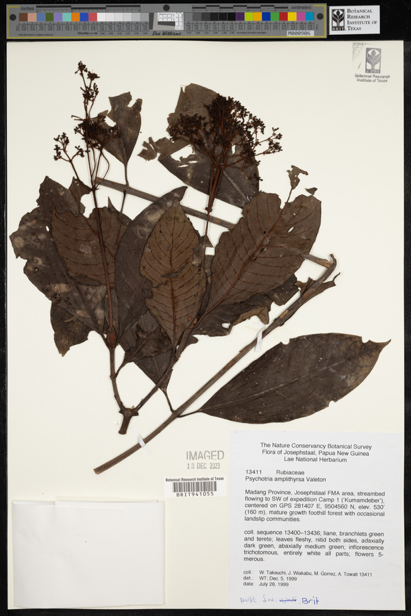 Psychotria amplithyrsa image