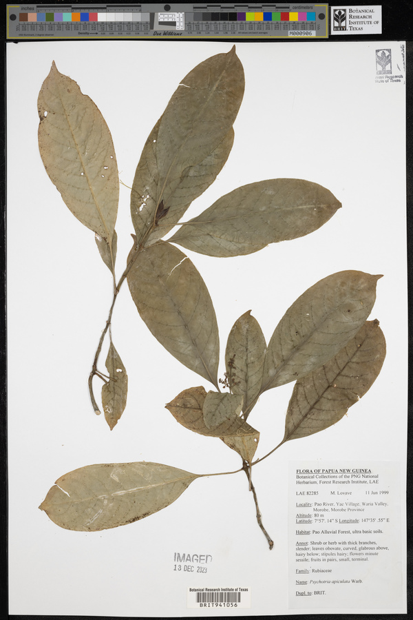 Psychotria warburgiana image