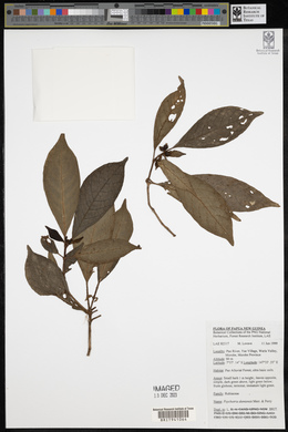 Psychotria dieniensis image