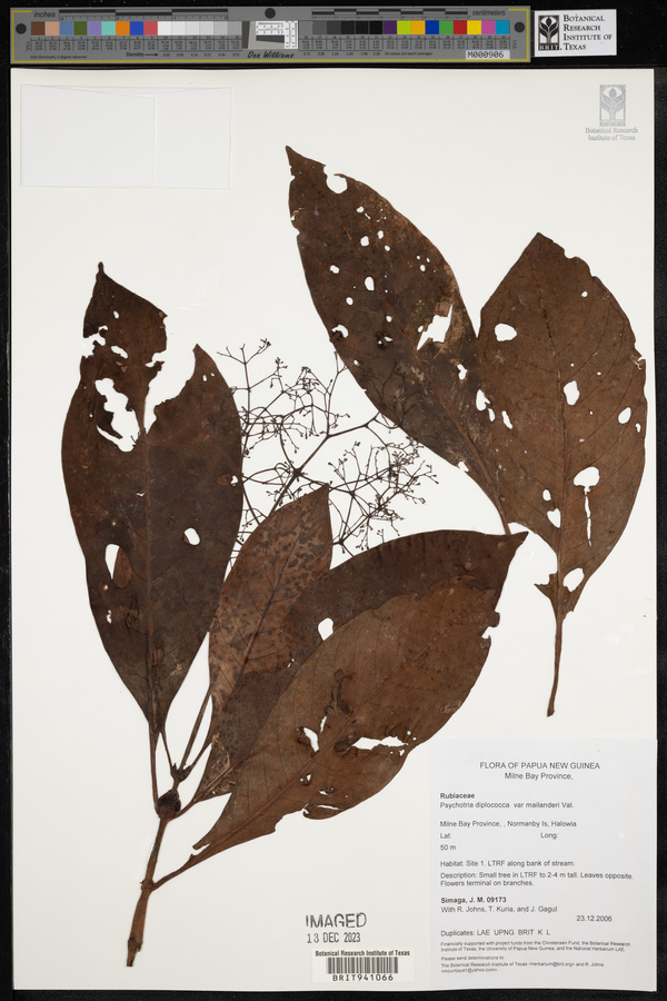 Psychotria diplococca var. mailanderi image