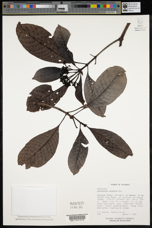 Psychotria celebica image