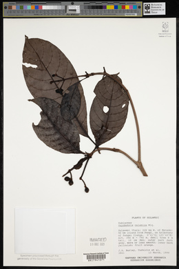 Psychotria celebica image