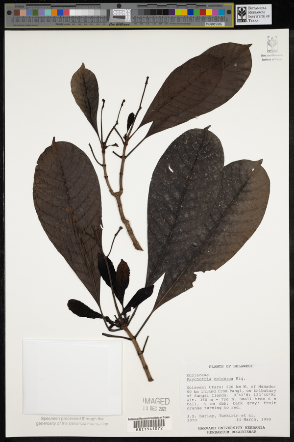 Psychotria celebica image