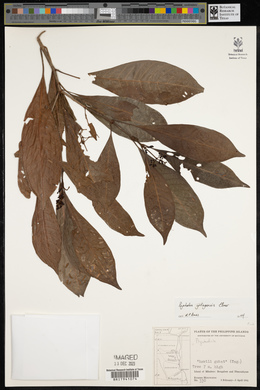 Psychotria gitingensis image