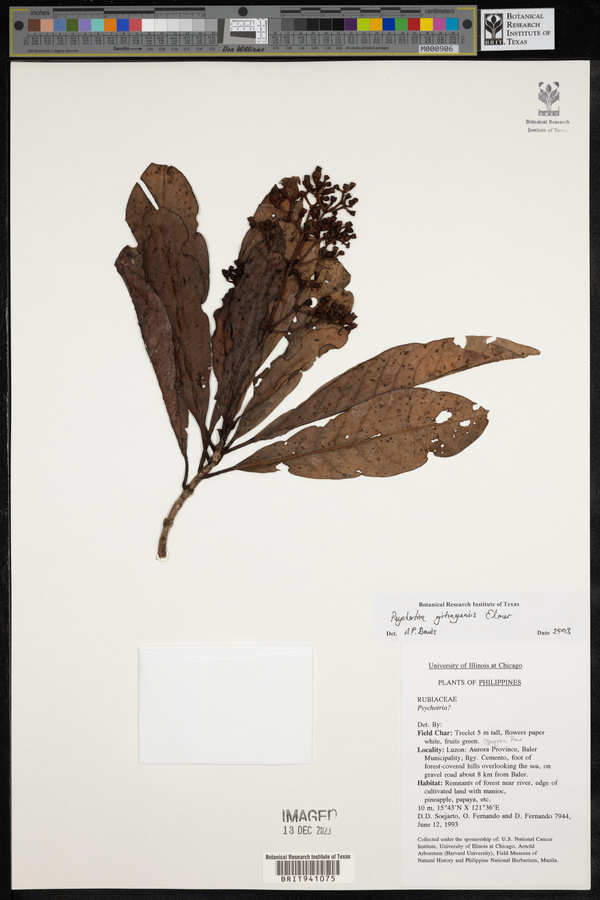 Psychotria gitingensis image