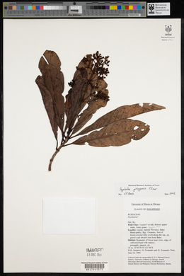 Psychotria gitingensis image